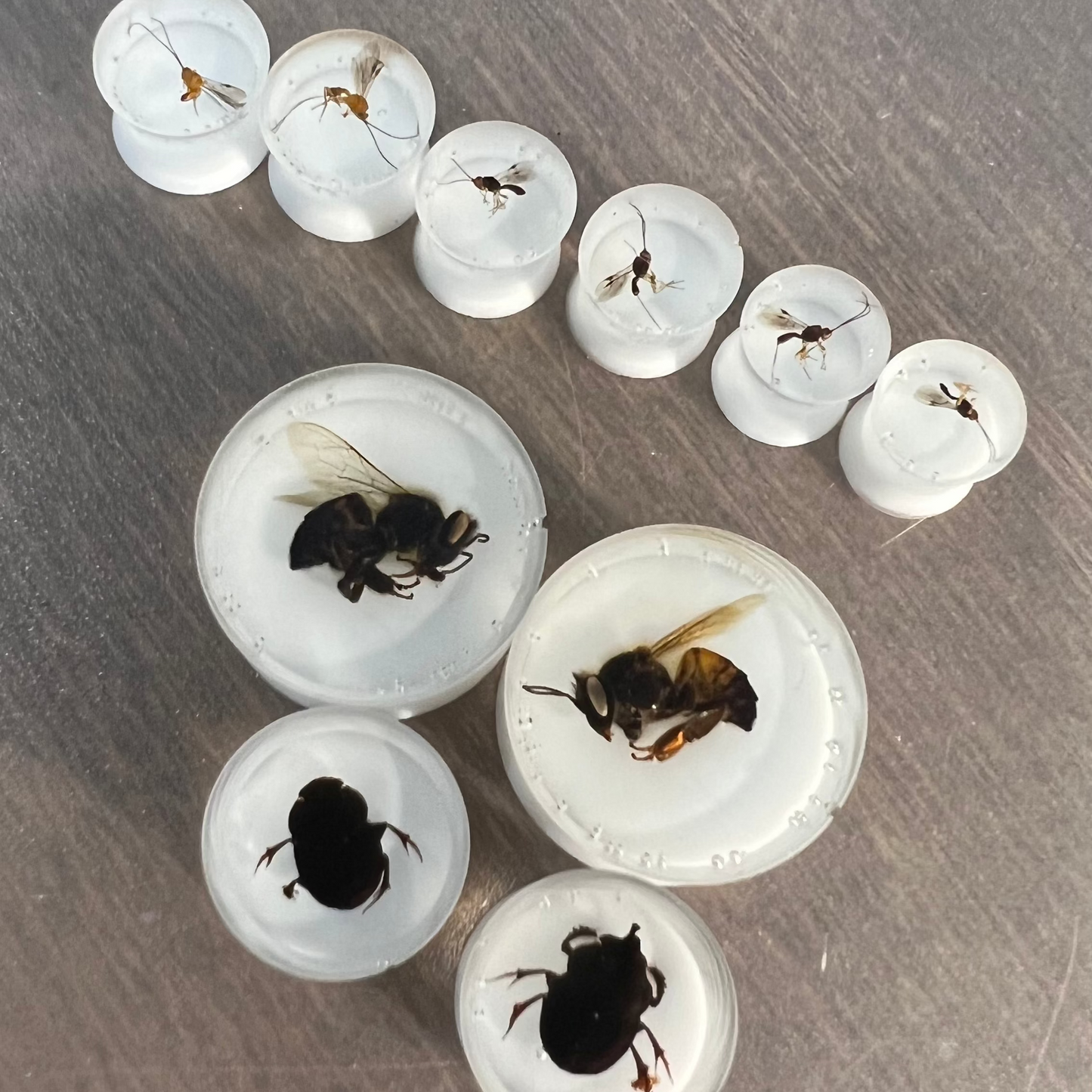 Australian insects ear tunnels