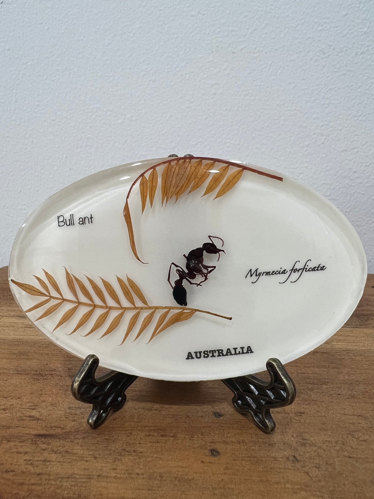Custom Bull ant resin block