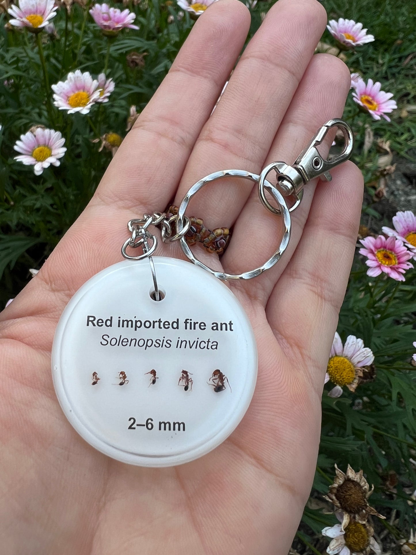 Red Imported Fire Ant keychains