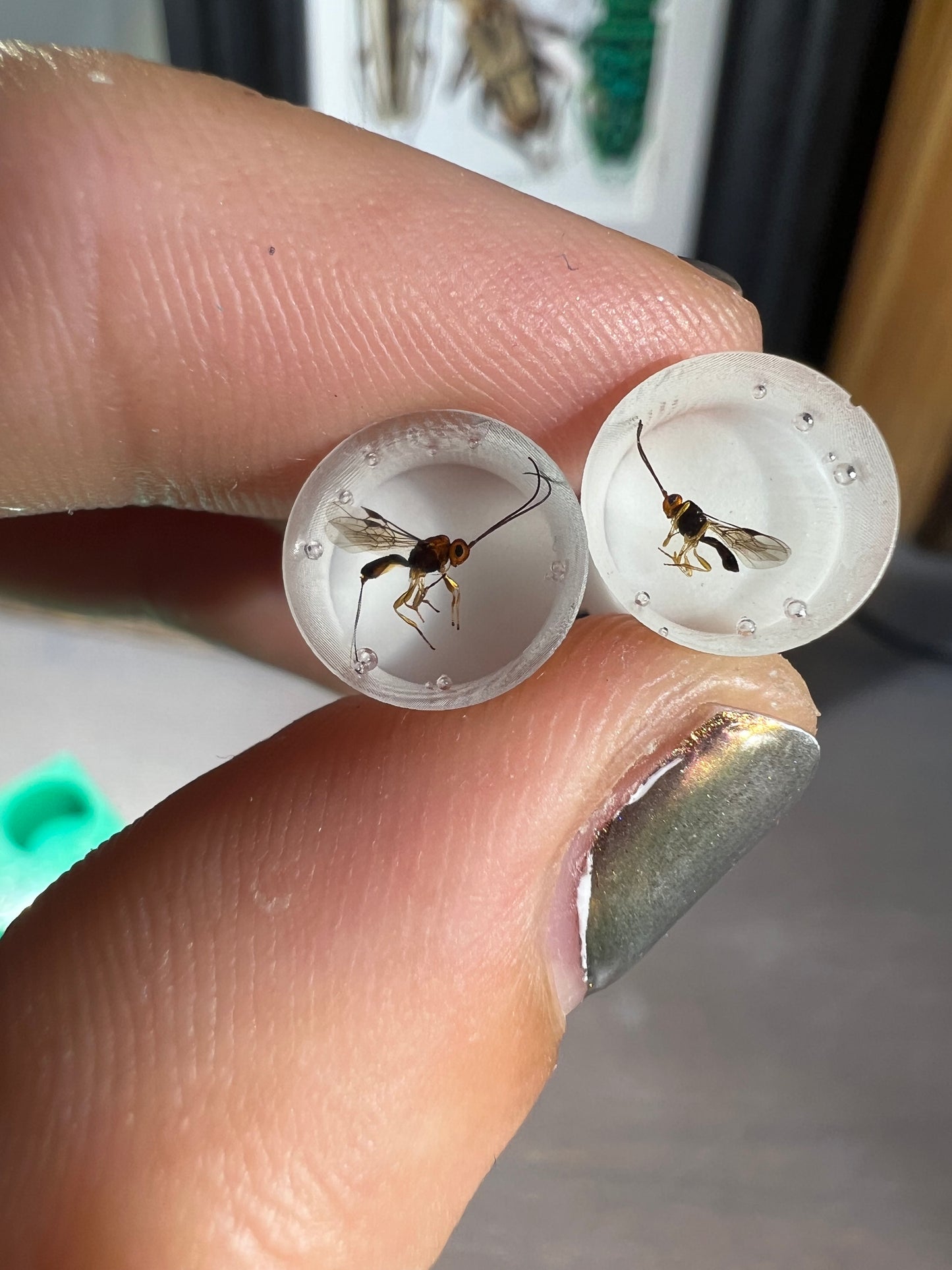 Parasitoid wasp ear tunnels