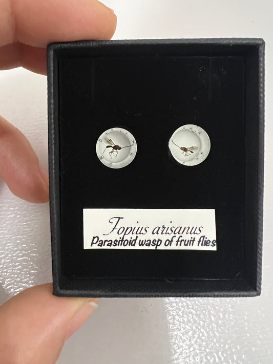 Parasitoid wasp ear tunnels