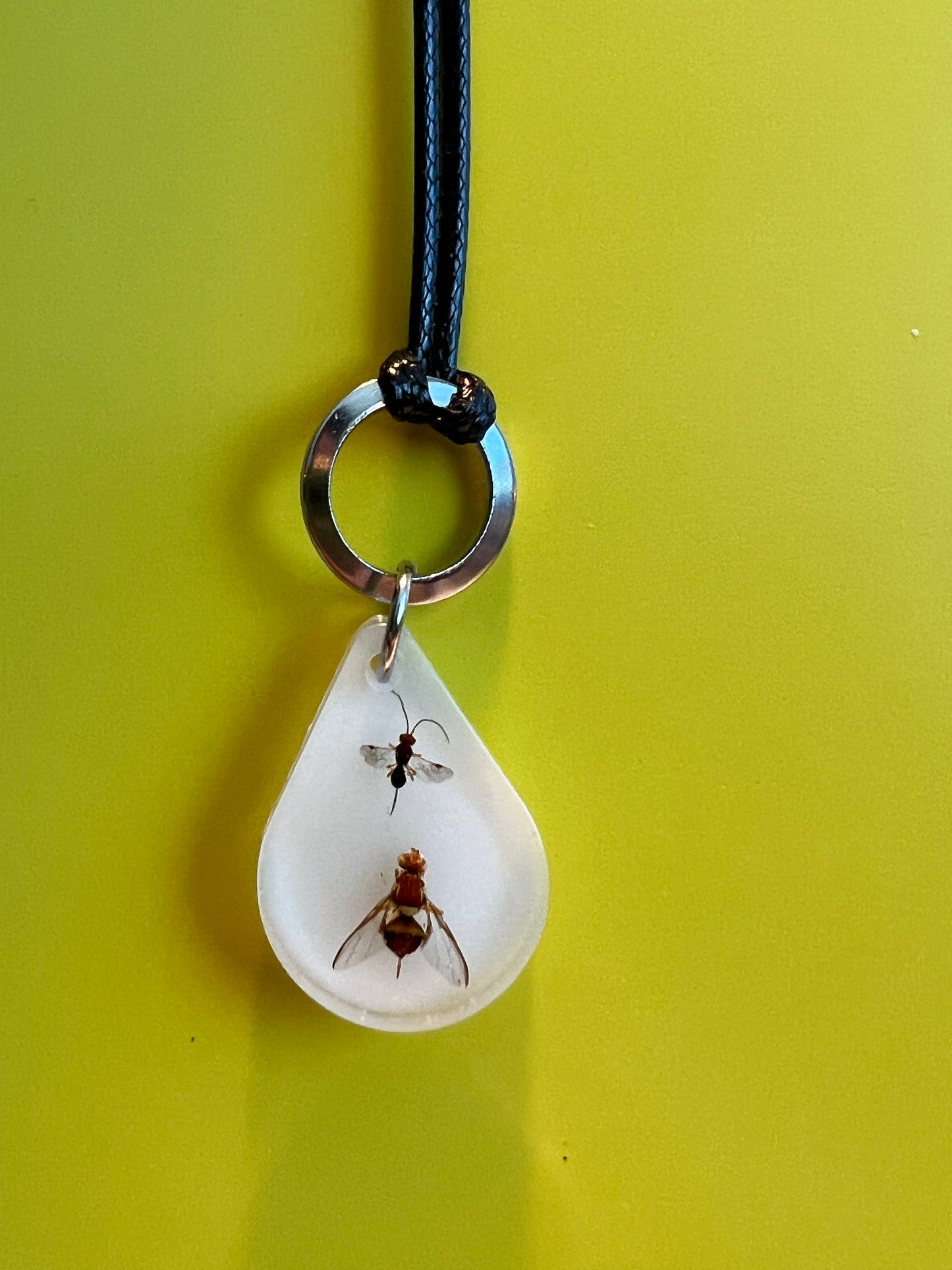 QLD Fly and parasitoid necklace