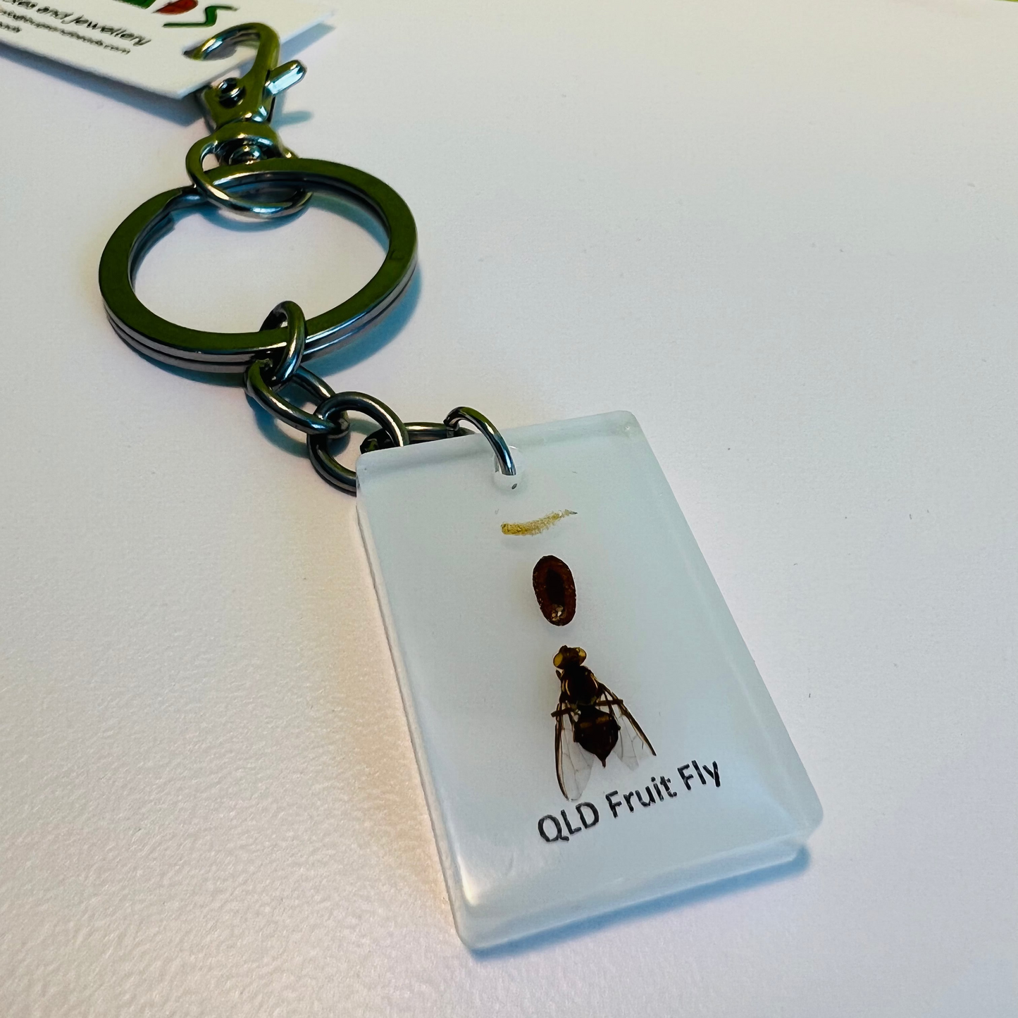 QLD Fruit Fly life cycle keepsafe keychain