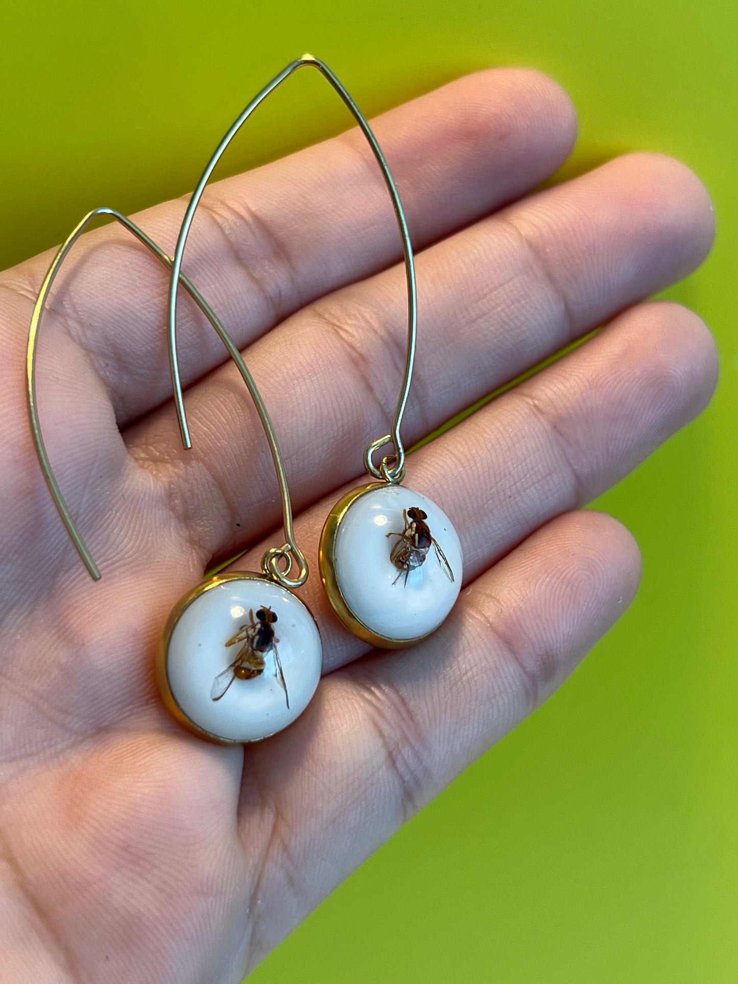 QLD Fruit Fly dangle Earrings