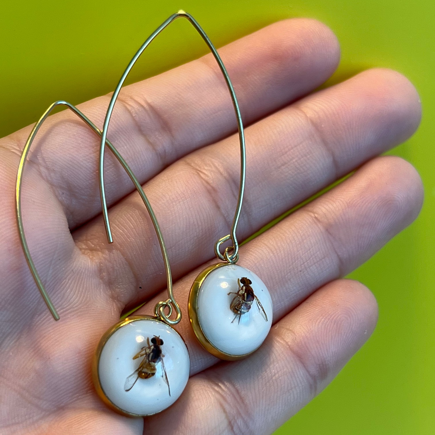QLD Fruit Fly dangle Earrings