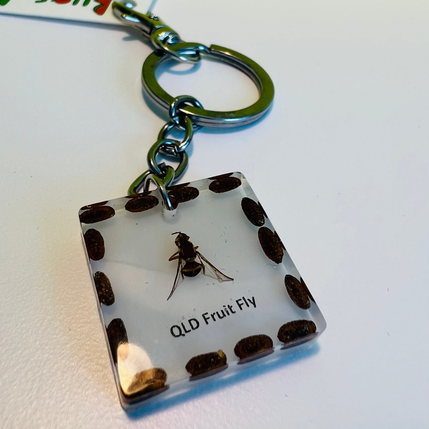 QLD Fruit Fly keepsafe keychain