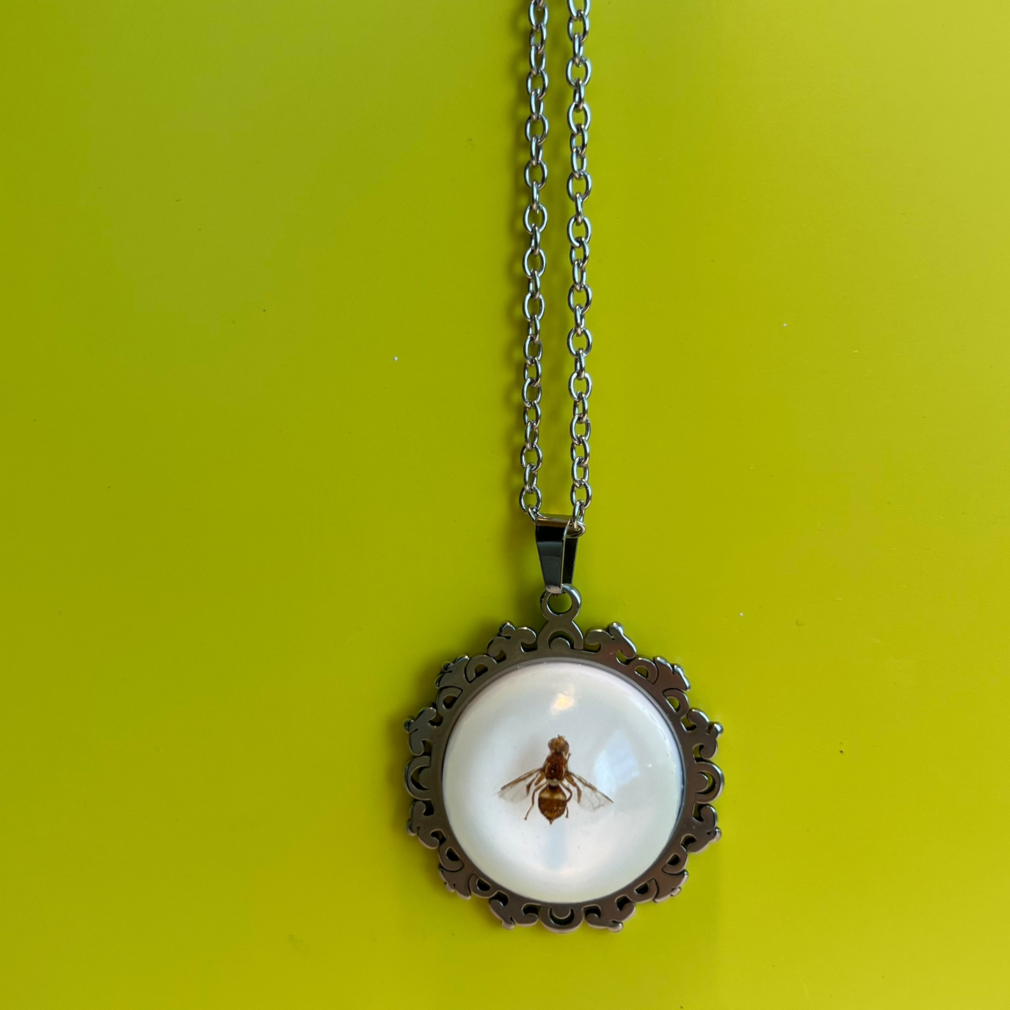 QLD Fruit Fly bright pendant