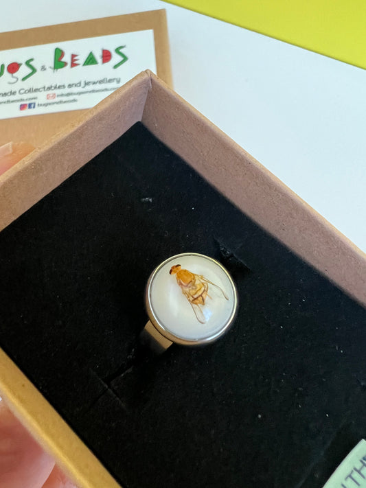 Jarvis' Fruit Fly adjustable ring