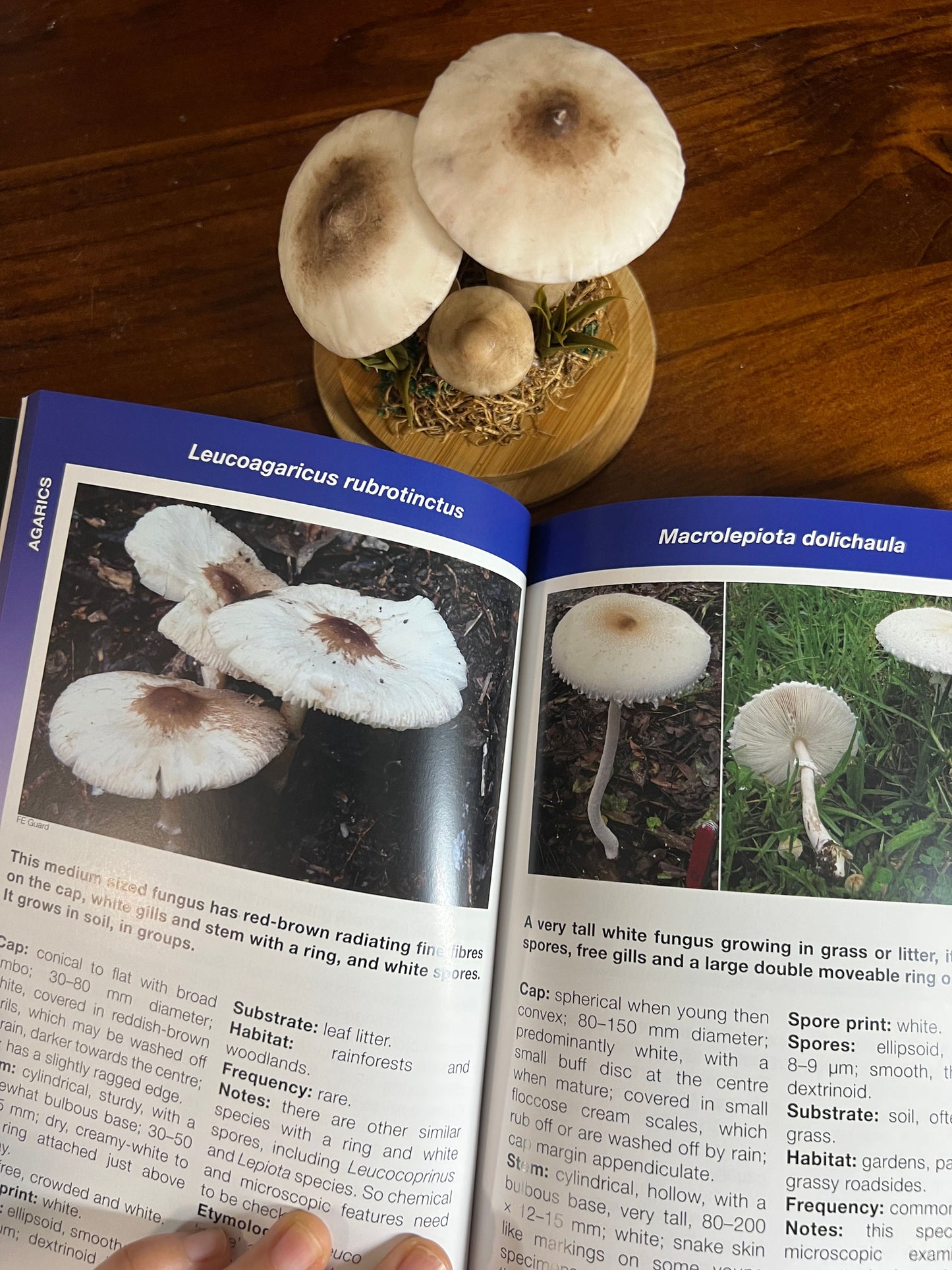 Australian Subtropical Fungi