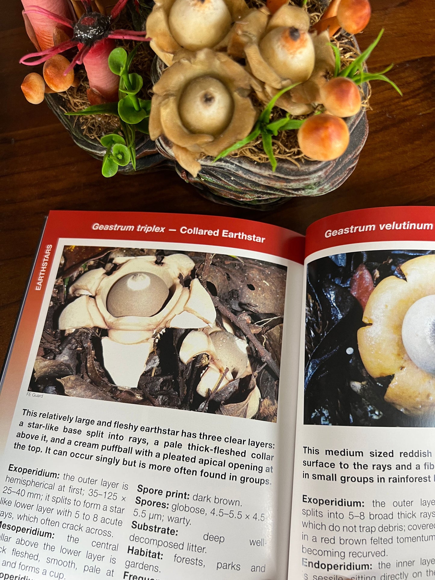 Australian Subtropical Fungi