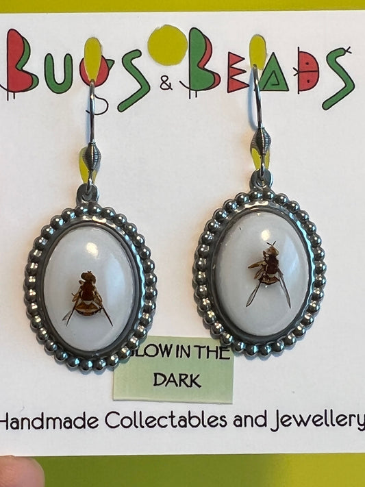 Vintage QLD Fruit Fly Earrings