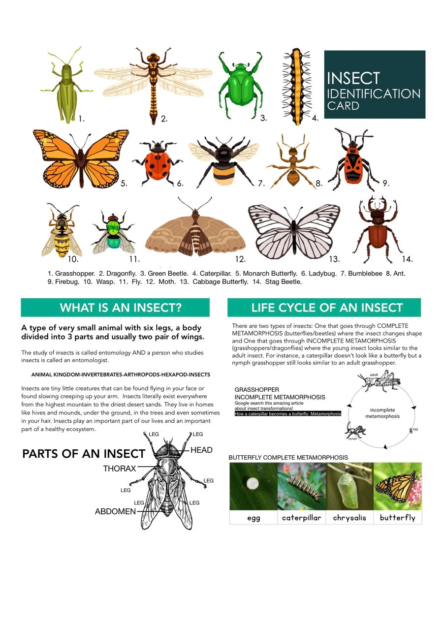 The Insect Field Kit