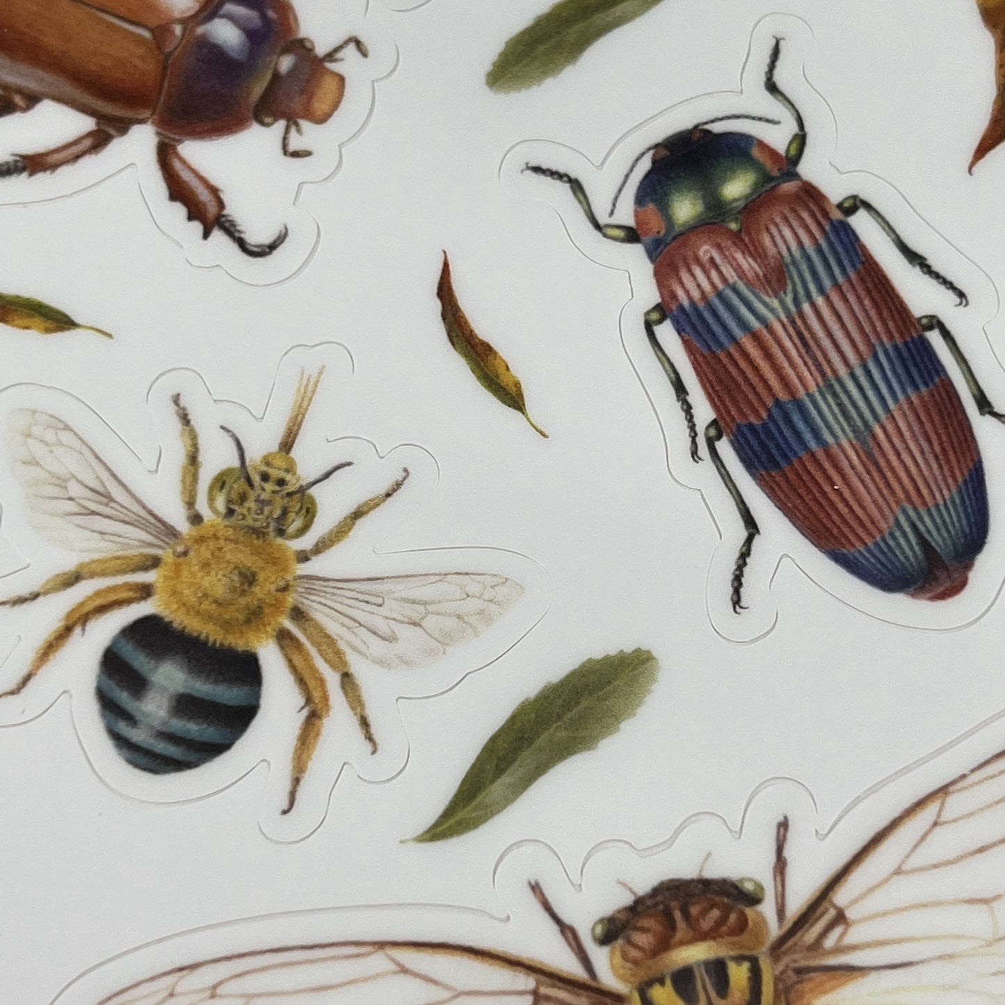 Insects of Australia - Sticker Sheet