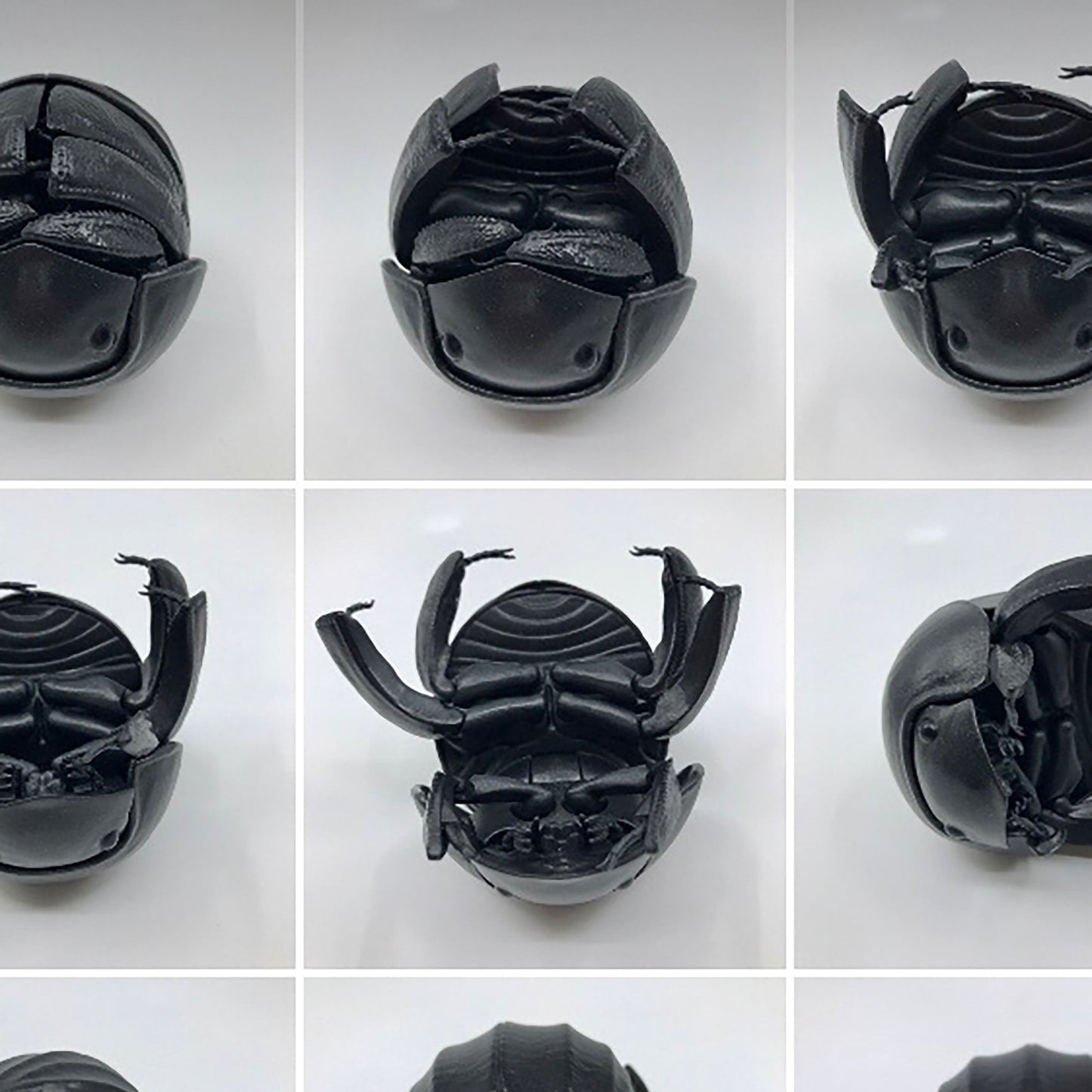 Pill Scarab Beetle Model