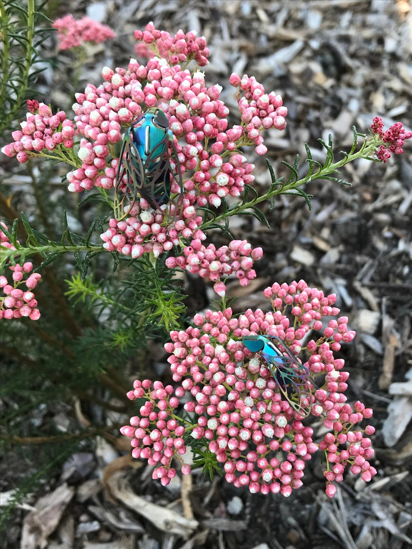 Titanium Bee Studs