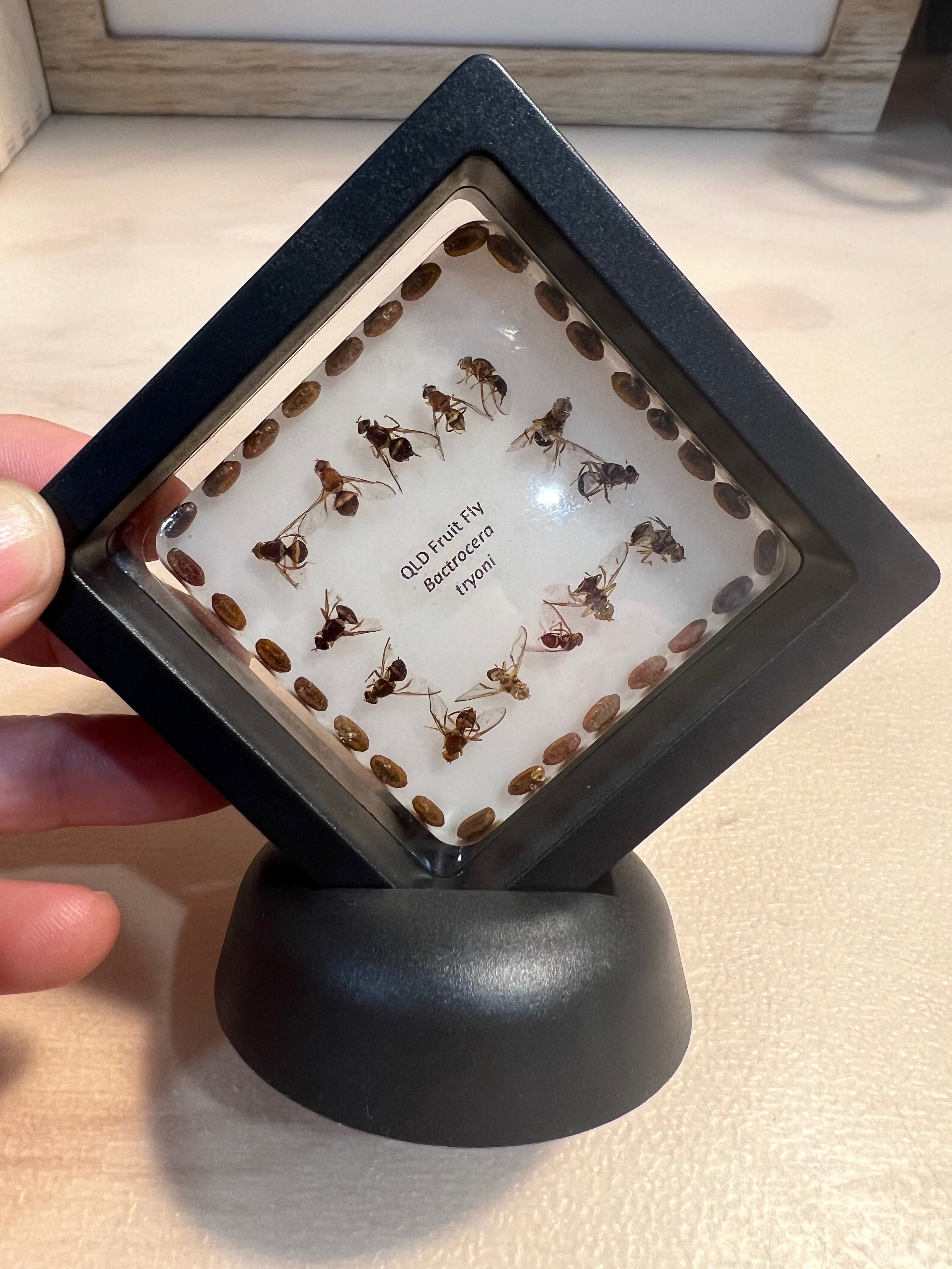 Insect Resin Blocks – Bugs and Beads