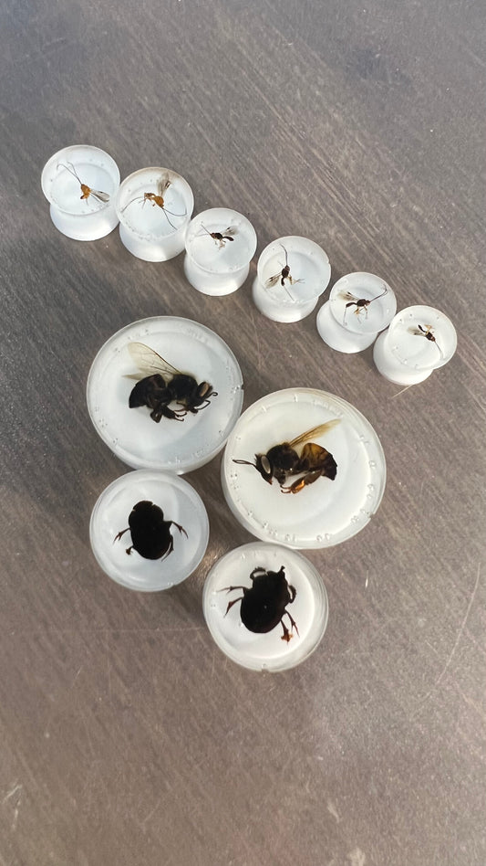 Native dung beetles ear tunnels