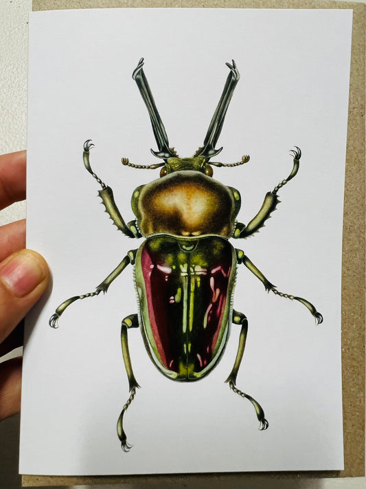 Australian Rainbow Stag Beetle Greeting Card