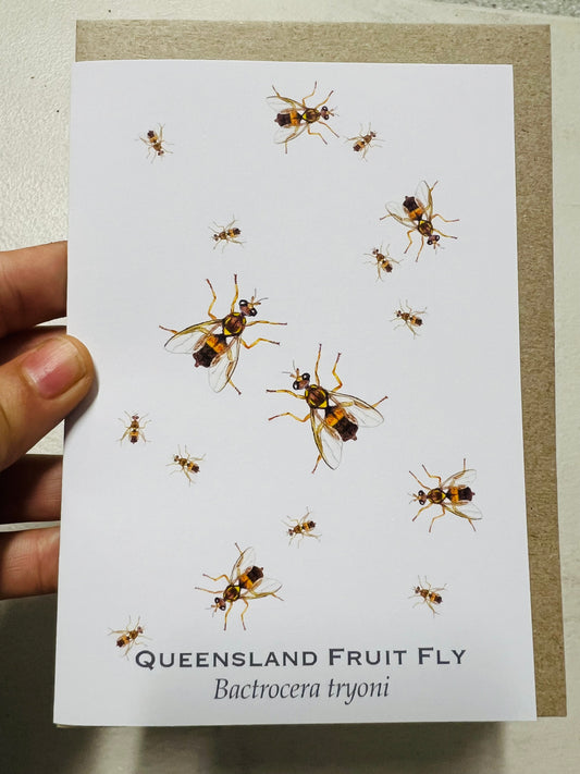 QLD Fruit Fly Greeting Card