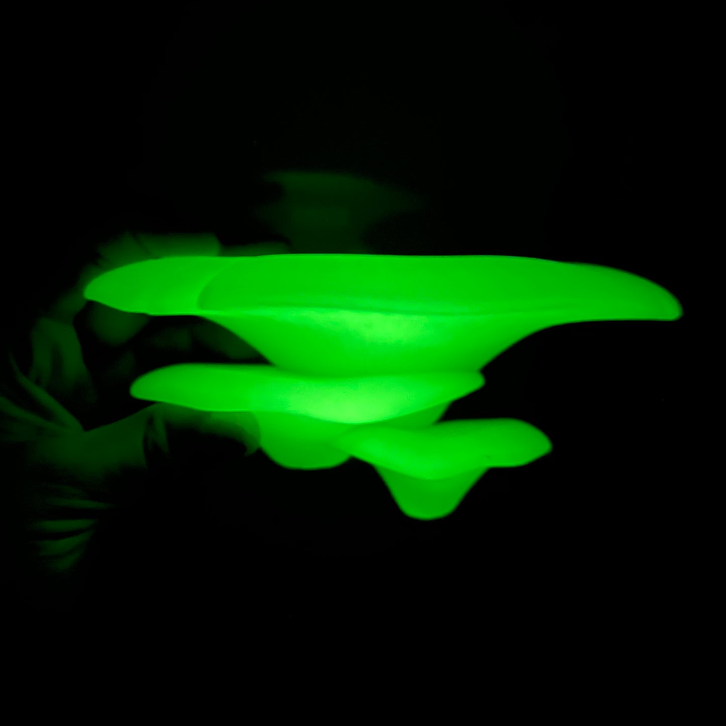 3D Printed Mushroom Wall shelves