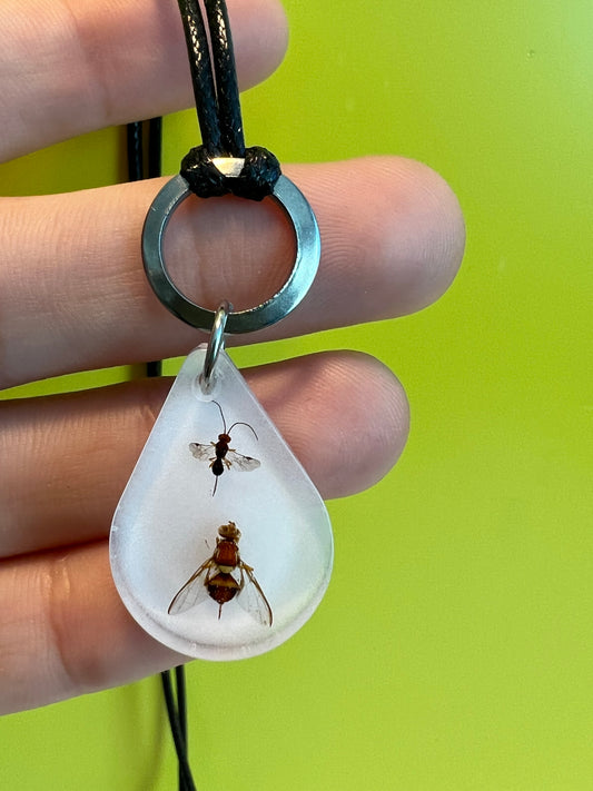 QLD Fly and parasitoid necklace