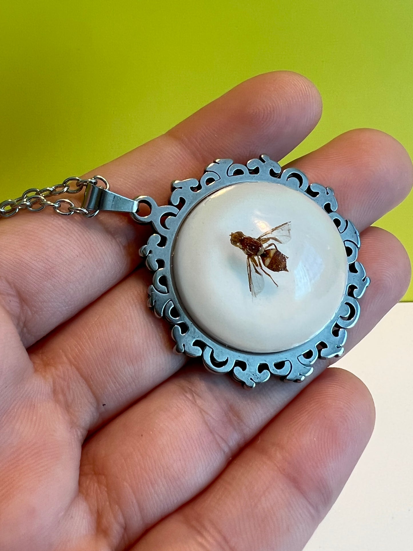 QLD Fruit Fly bright pendant
