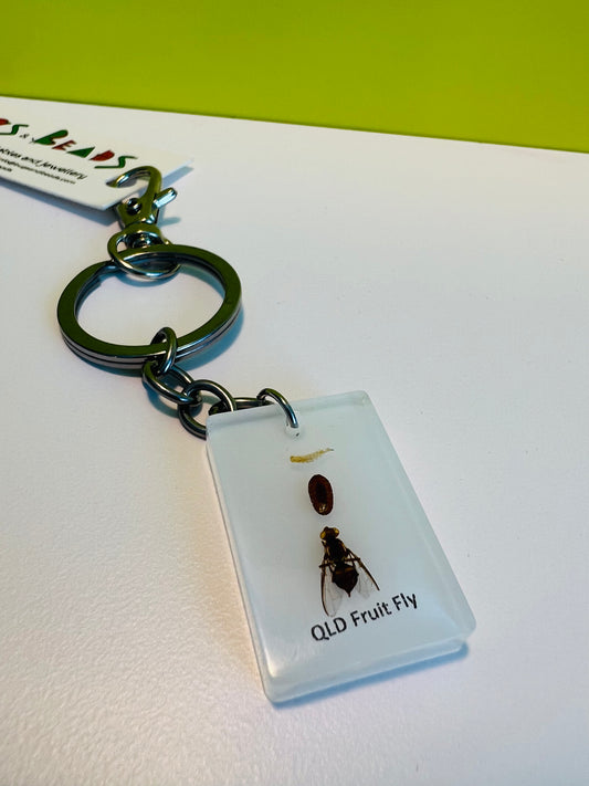 QLD Fruit Fly life cycle keepsafe keychain