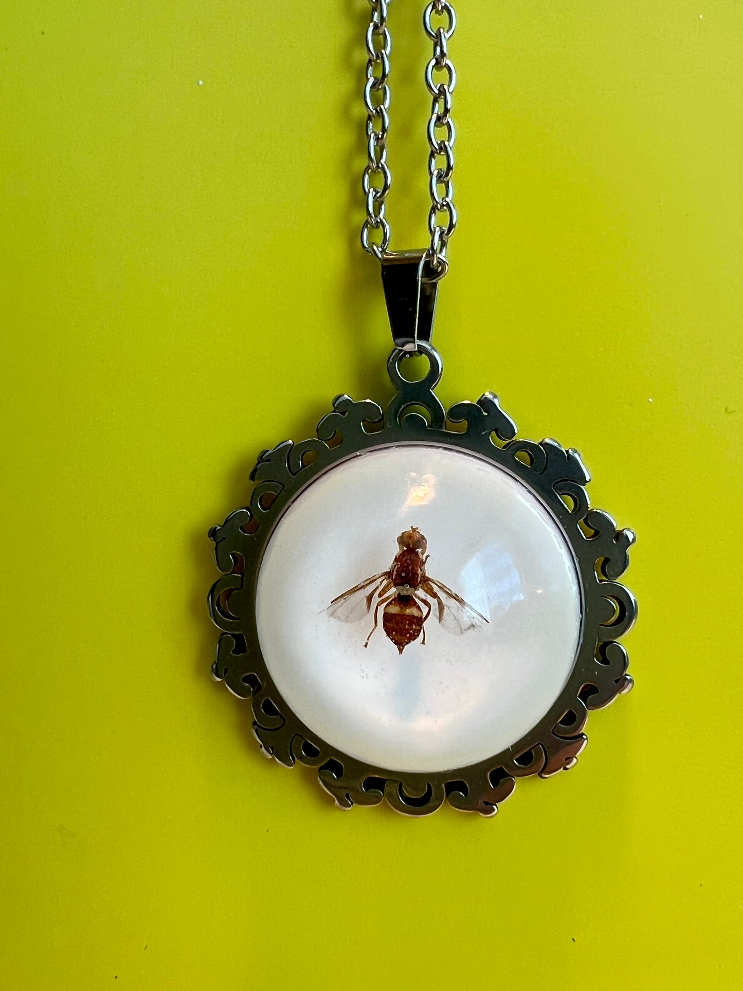 QLD Fruit Fly bright pendant