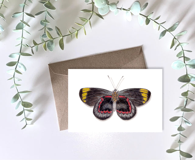Black Jezebel Butterfly Greeting Card