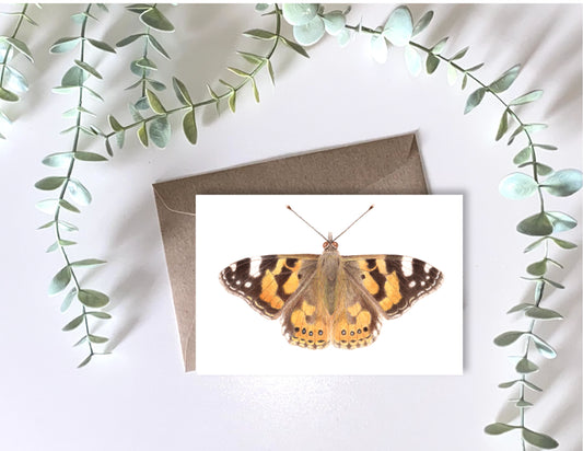 Australian Painted Lady Butterfly Greeting Card