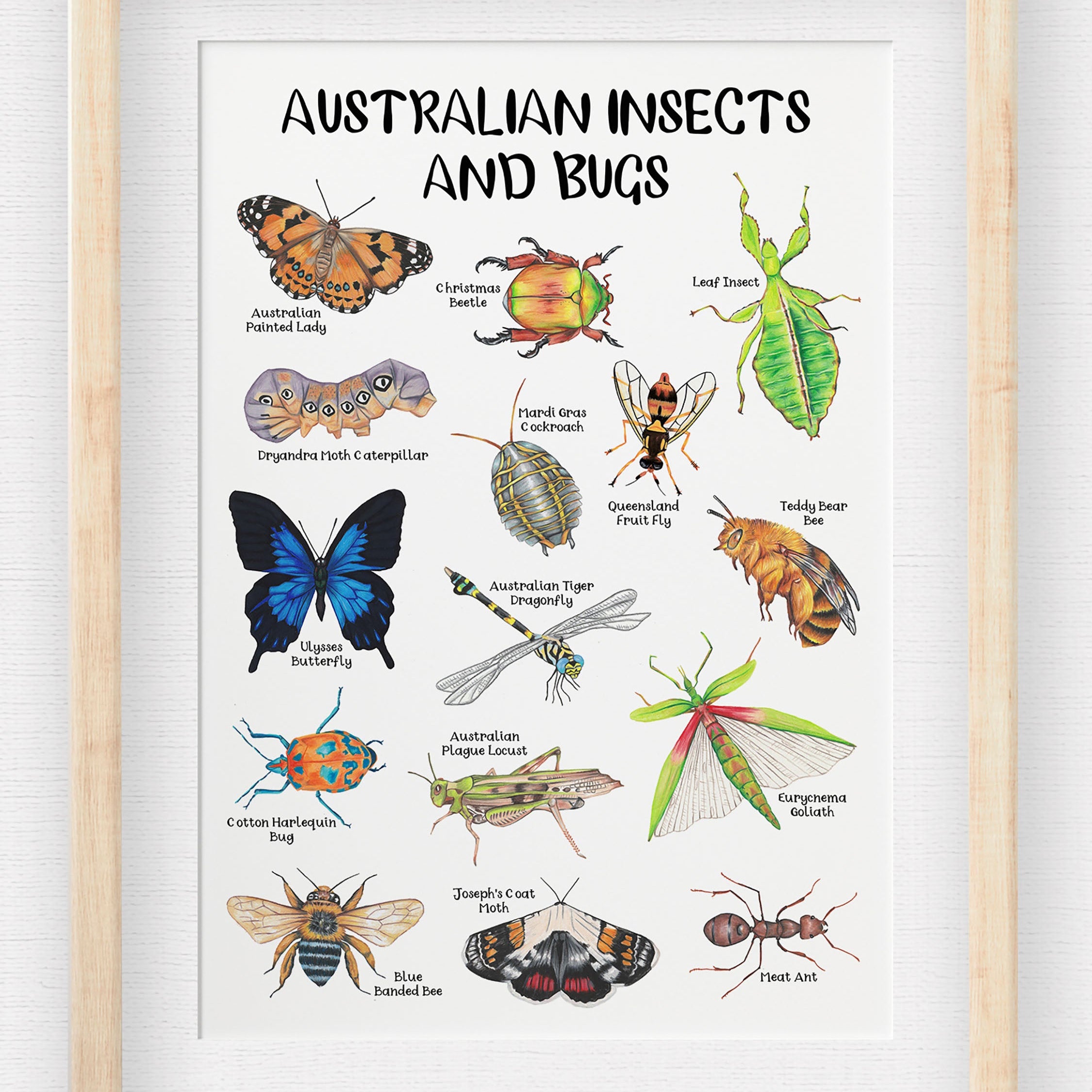 Insects In Australia Australian Beetles Volume 1: Morphology,