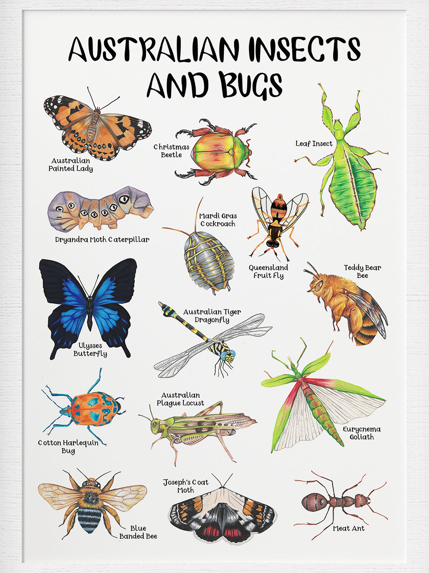 Australian Insects and Bugs Poster