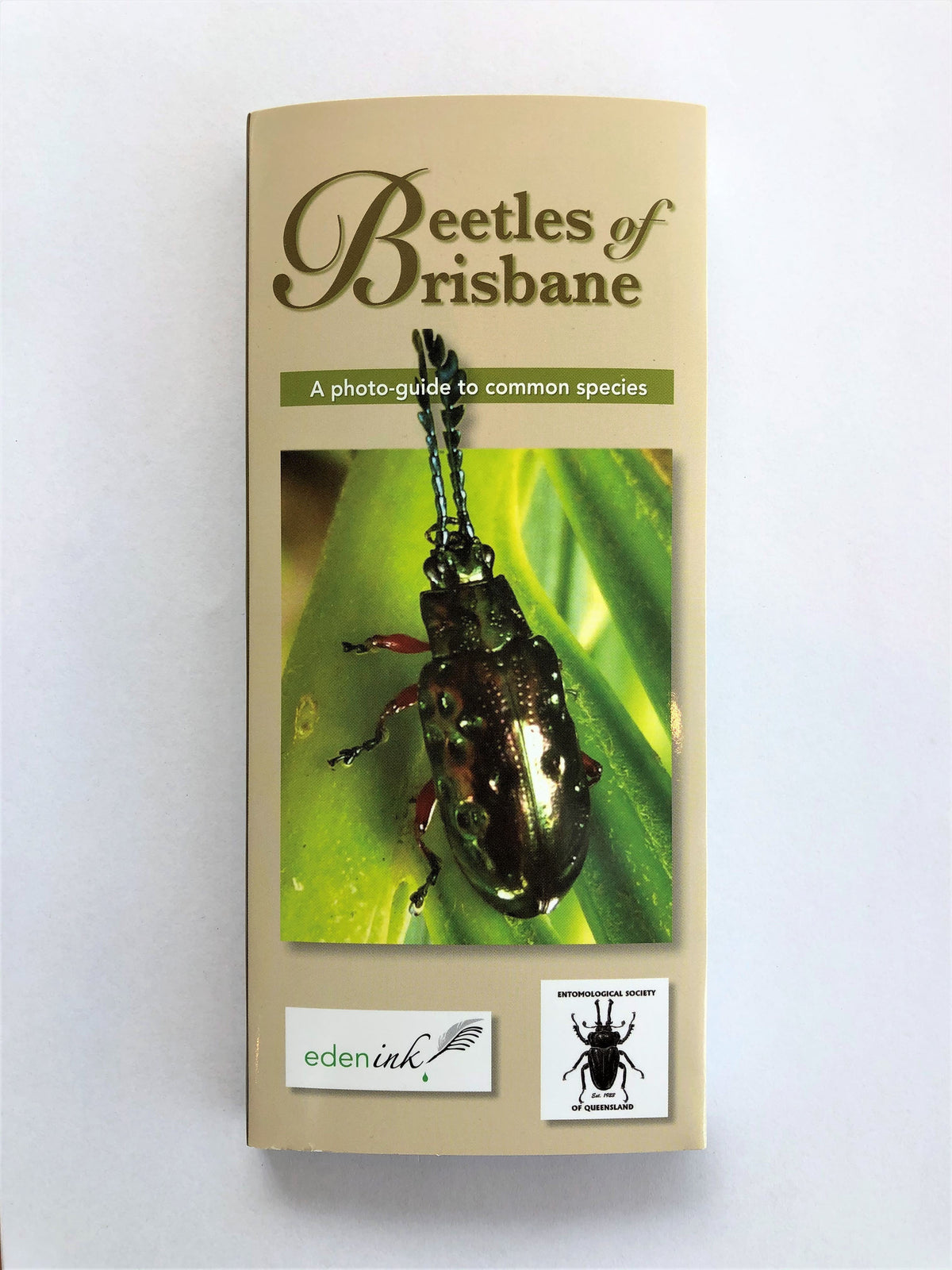 Bug Bead Guide Beetles of Brisbane Field Guide – Bugs and Beads