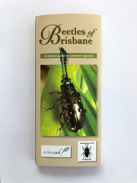 Beetles of Brisbane Field Guide