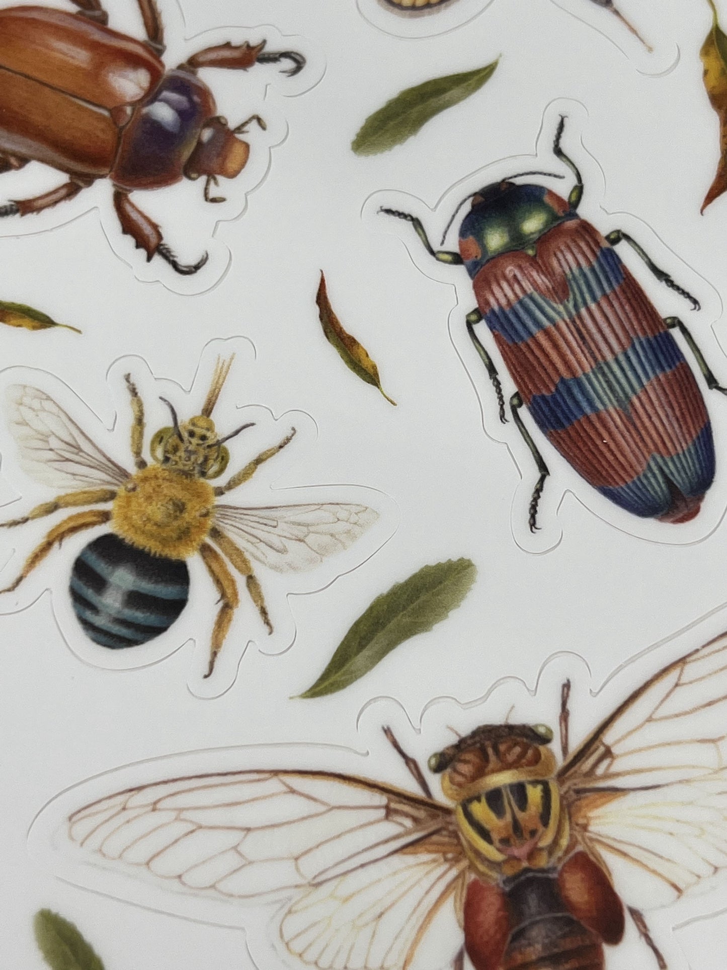 Insects of Australia - Sticker Sheet
