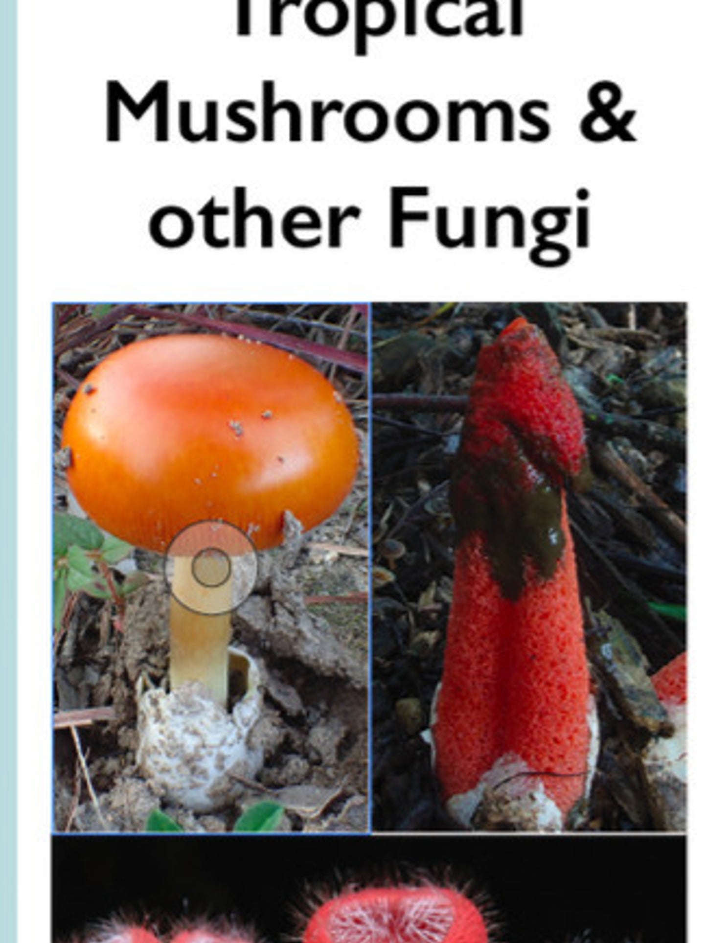 Australian Tropical Mushroom & other Fungi Field Guide