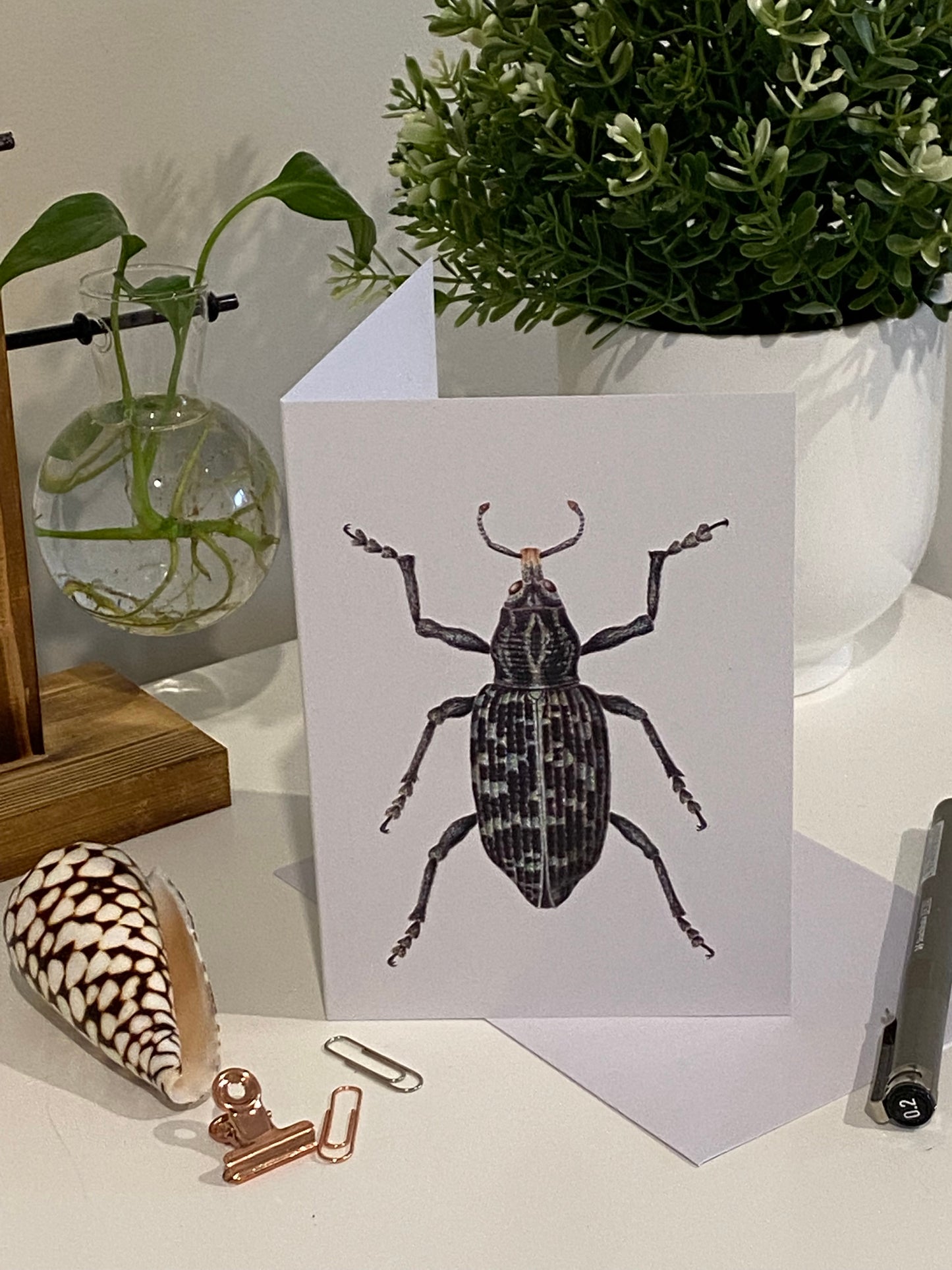 Botany Bay Weevil Greeting Card