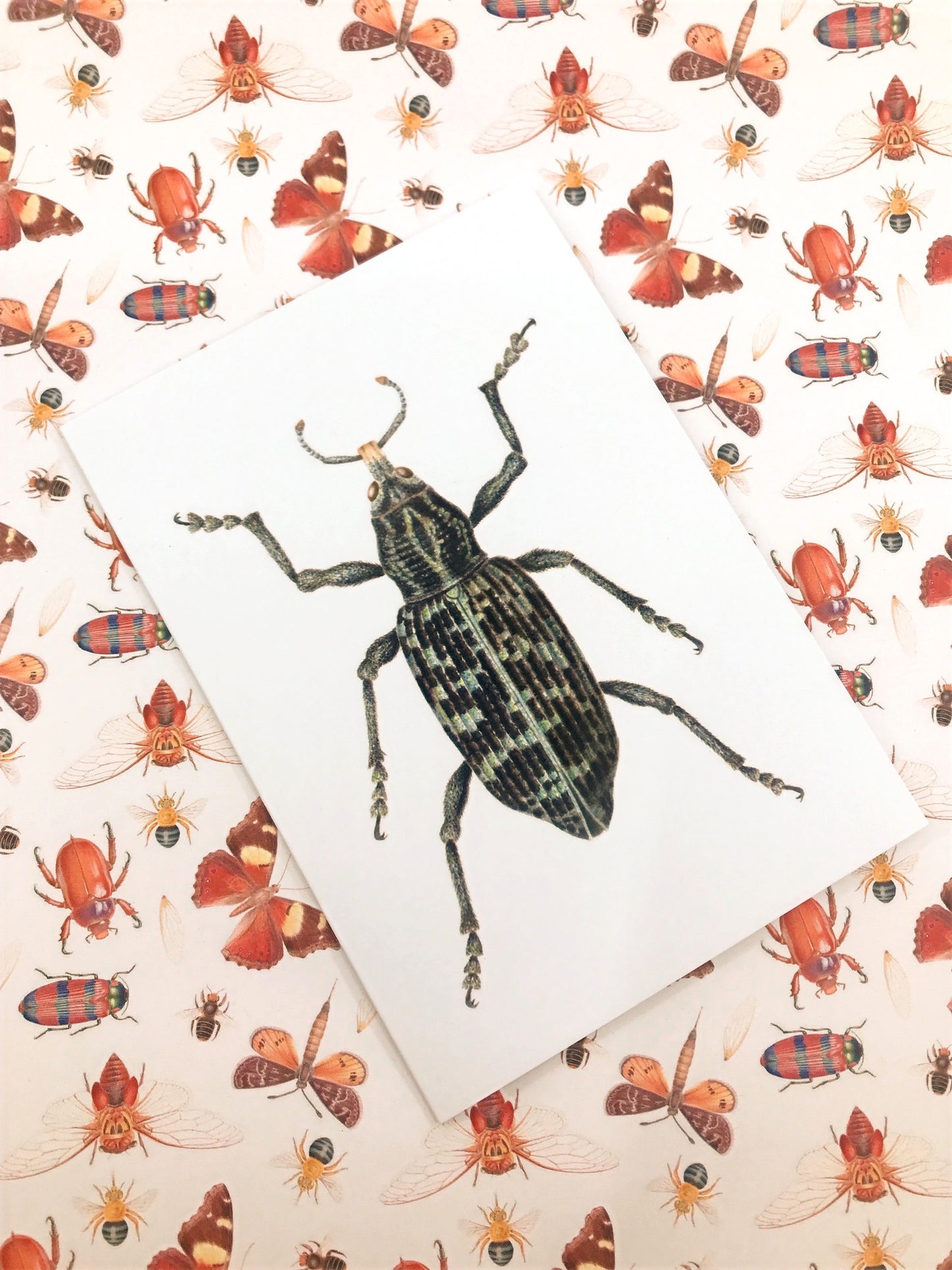Botany Bay Weevil Greeting Card