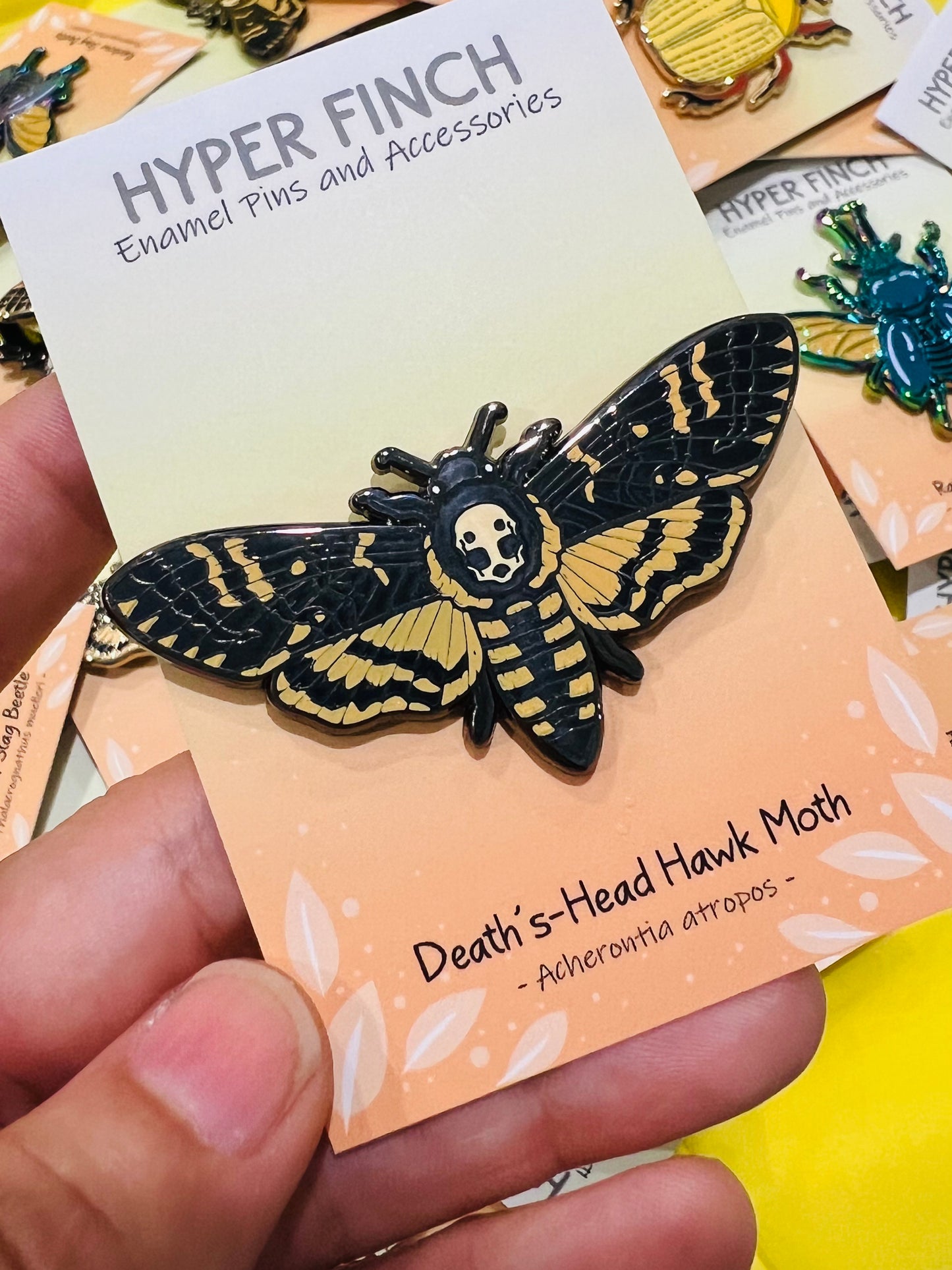 Death's-head hawkmoth pin
