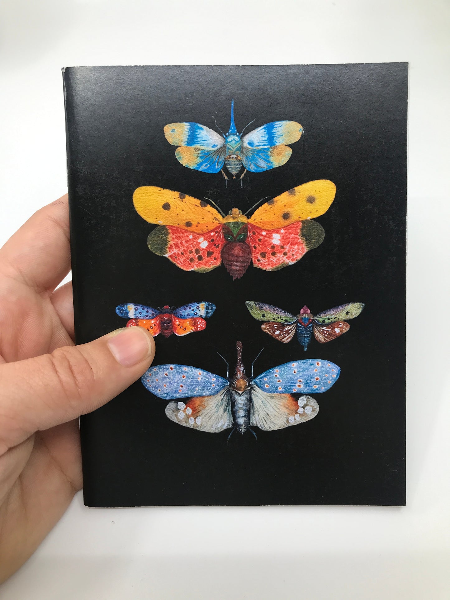 Rainbow leafhopper journal