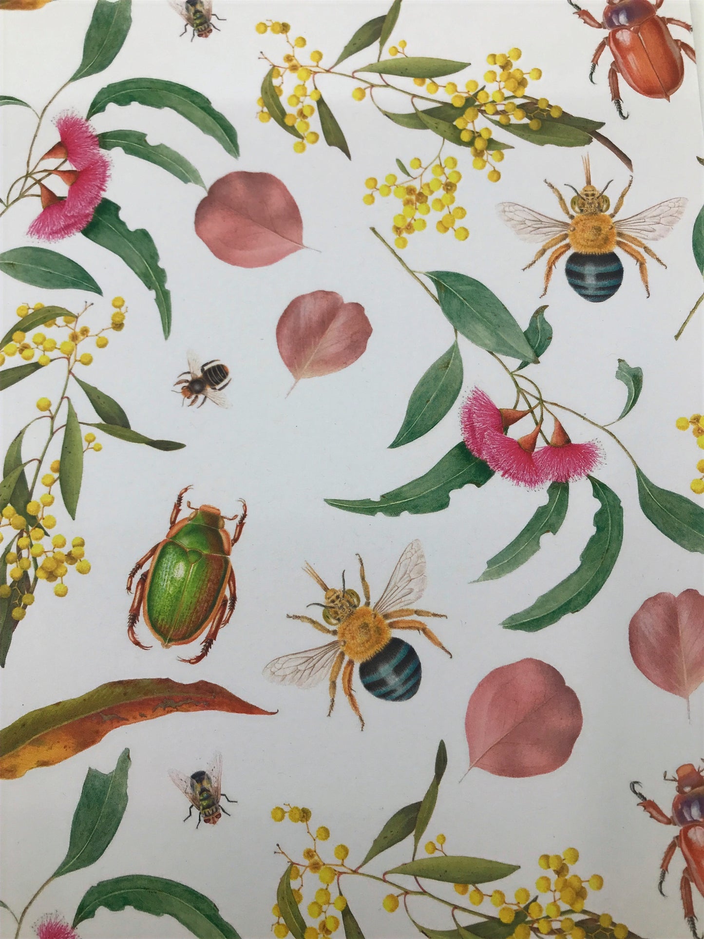 Plants and Insects of Australia Wrapping Paper